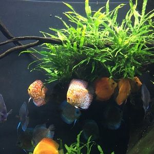 Meet your Posher, Suzanne